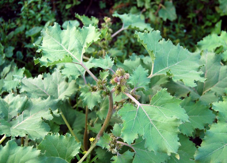 Cocklebur de Sibérie (Xanthium sibiricum)