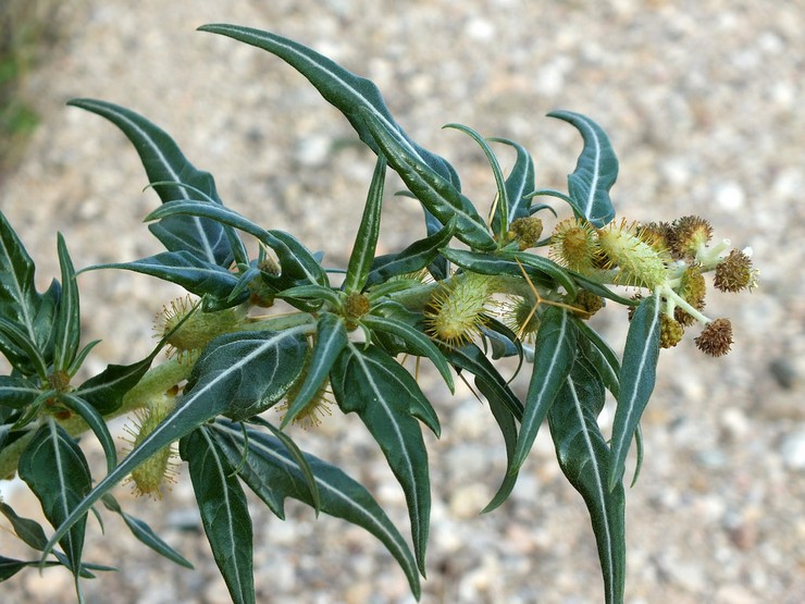 Coquille épineuse (Xanthium spinosum)