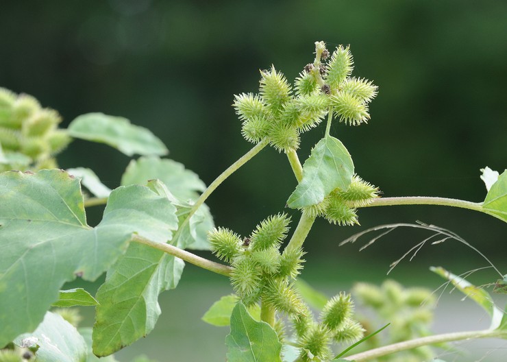 Cocklebur: plantation et entretien en plein champ, propriétés médicinales