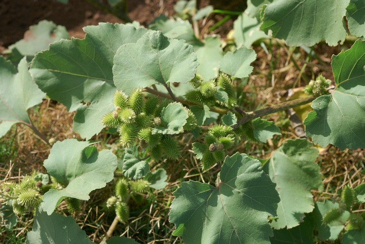 Prendre soin de cocklebur dans le jardin