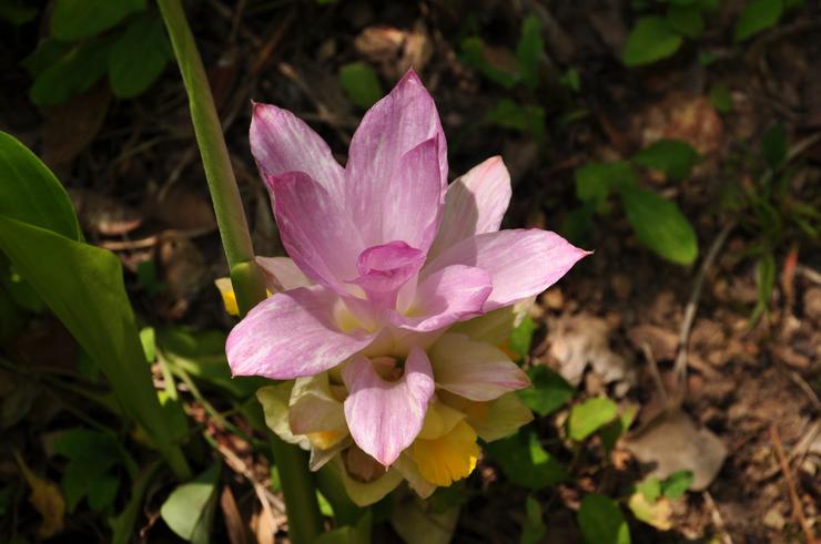 Curcuma aromatique