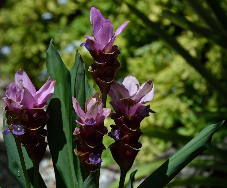 Petit curcuma