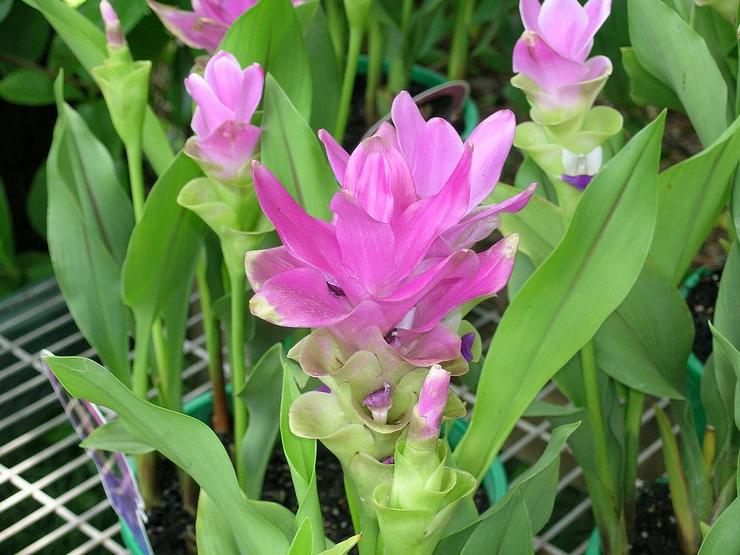 Curcuma rond