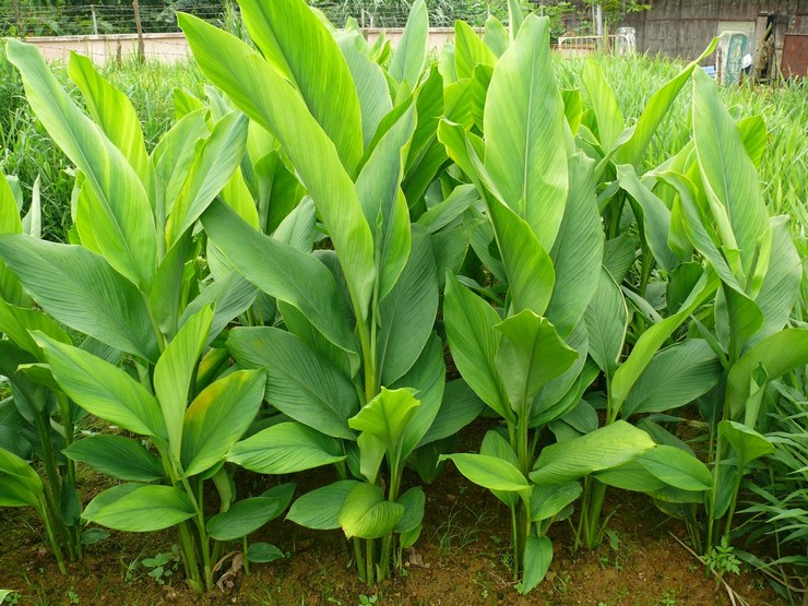 Curcuma long