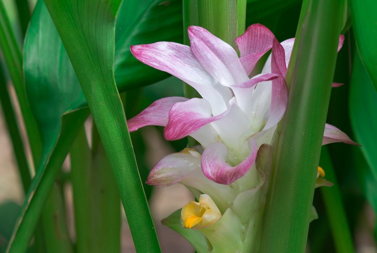 Curcuma zedoaria