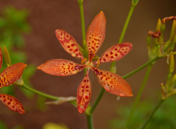 Ixia chinois