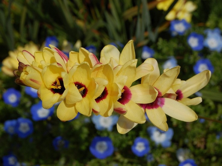 Ixia hybride