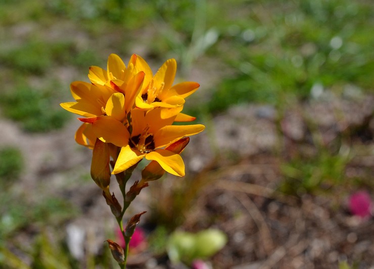 Ixia repéré