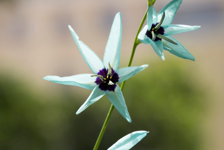 Ixia à fleurs vertes