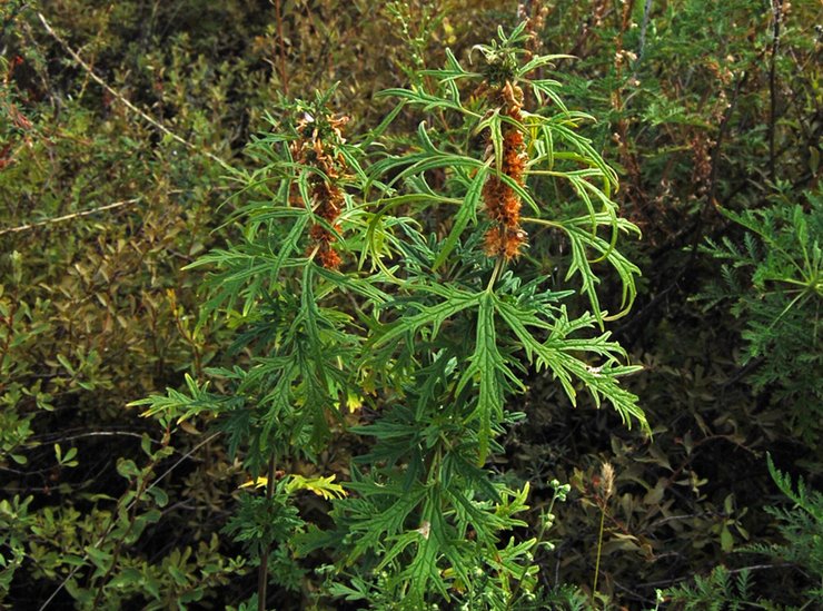 Tatar de Motherwort