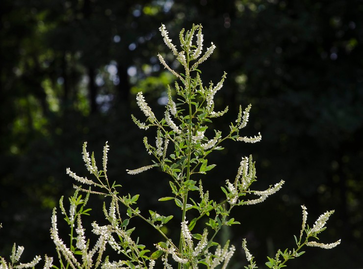 Mélilot blanc