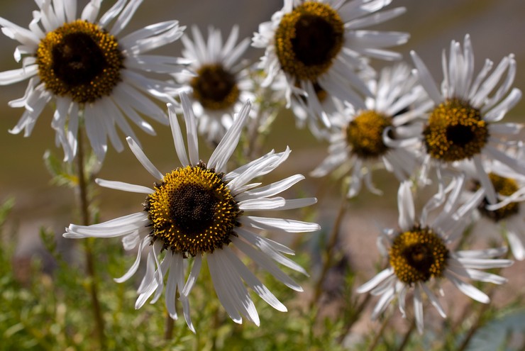 Feverfew est beau