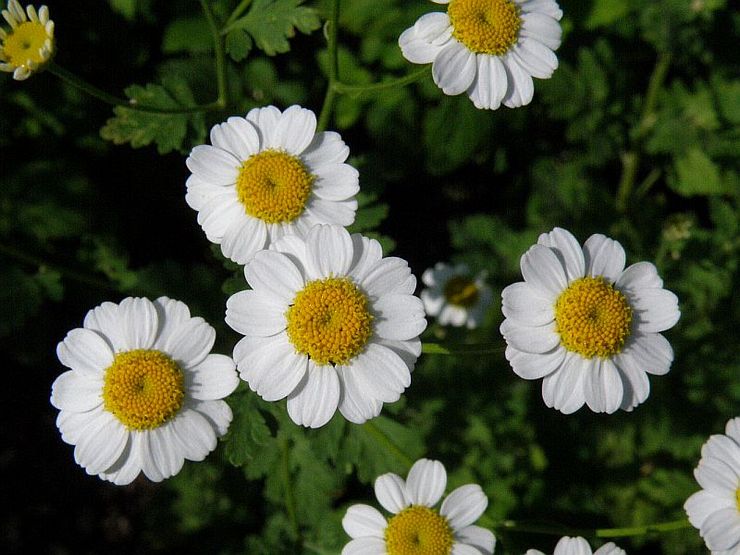 Feverfew