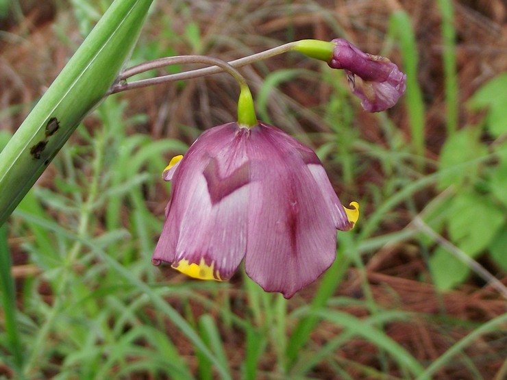 Échecs Tigridia