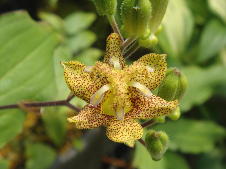 Tricirtis à feuilles larges