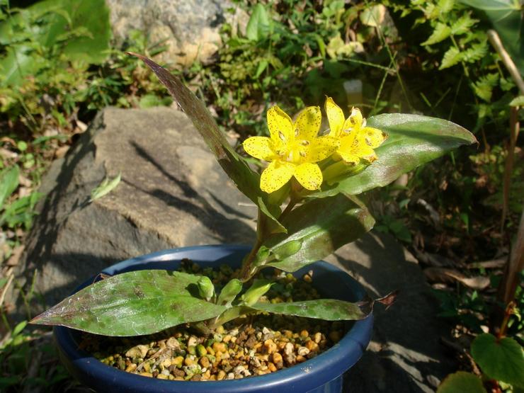 Tricirtis jaune