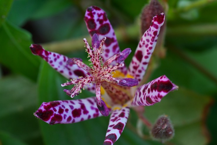 Tricirtis taïwanais