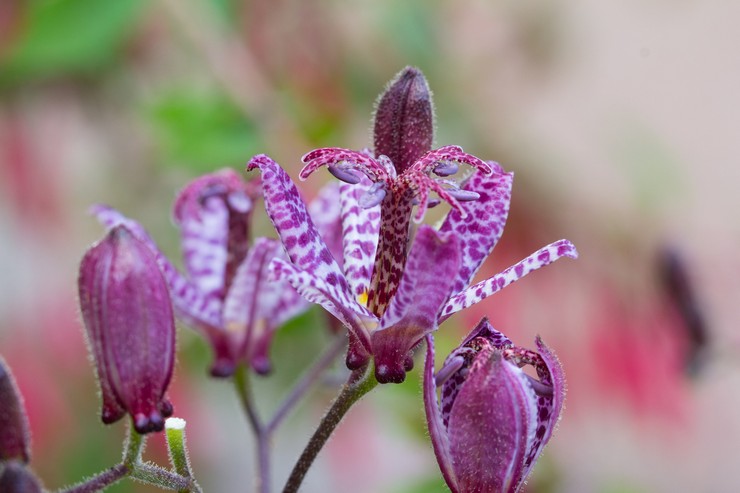 Tricirtis à poil court