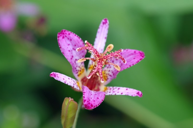 Tricyrtis à longues jambes