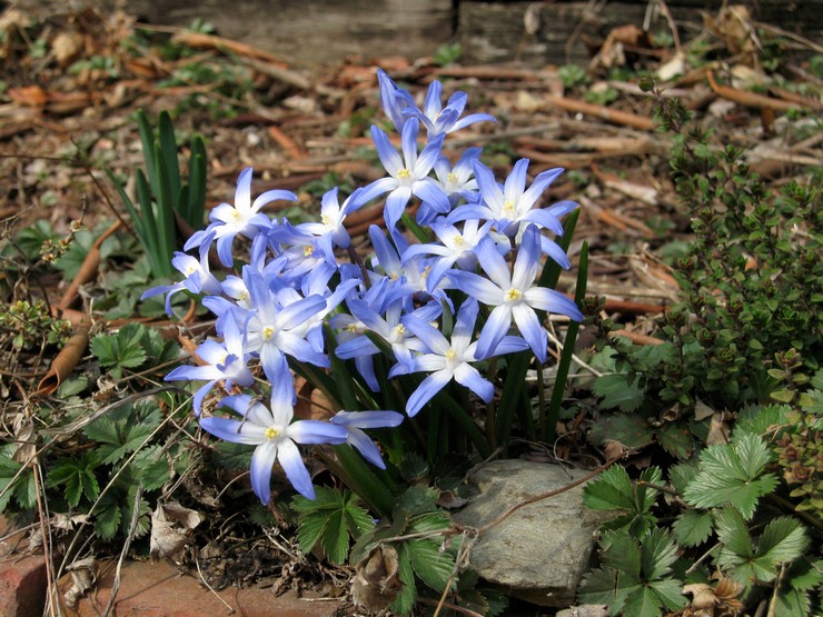 Planter du chionodox en plein champ