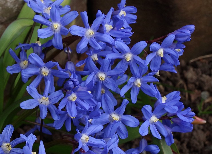 Chionodoxa sarde