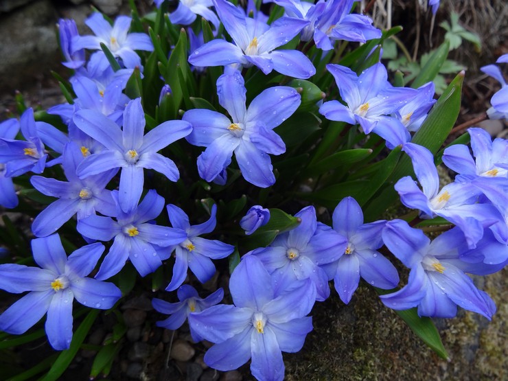 Prendre soin du chionodox dans le jardin