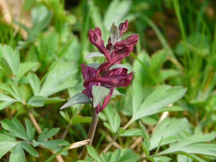 Description de la fleur de Corydalis