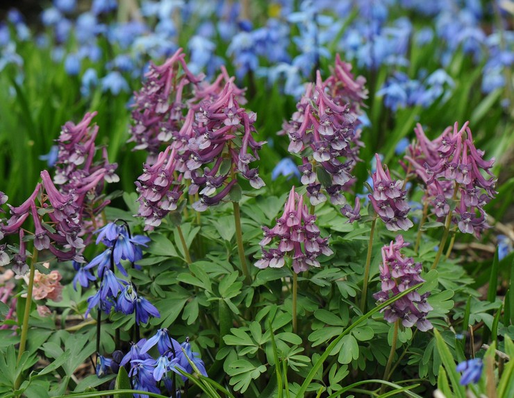 Types et variétés de corydalis avec photo