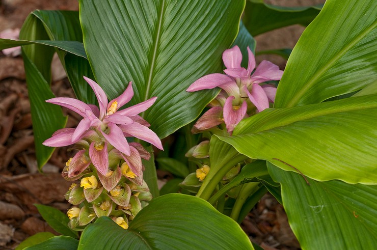 Curcuma