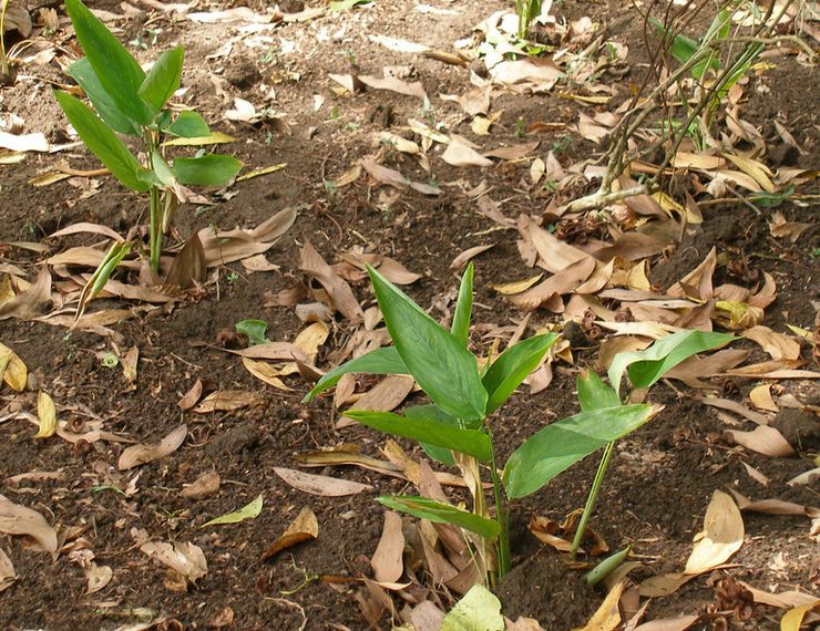 Planter du curcuma