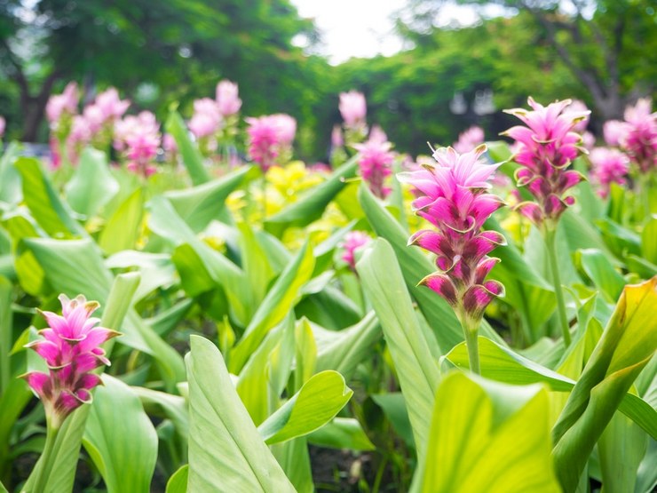 Curcuma