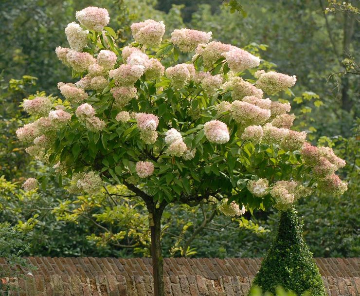 Hydrangea paniculata dans la conception du paysage