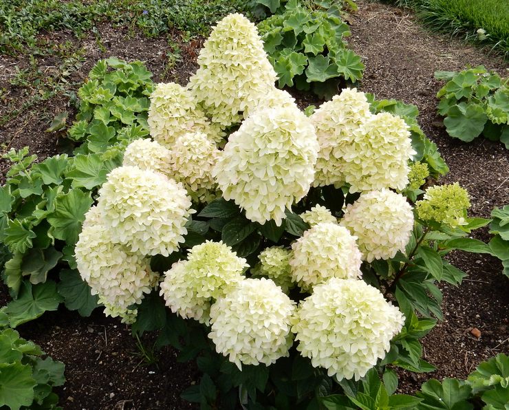 Planter l'hortensia paniculata