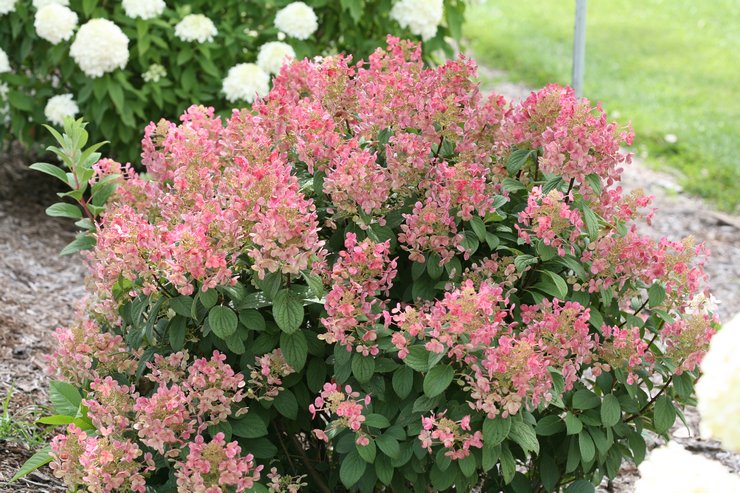 Variétés d'hydrangea paniculata