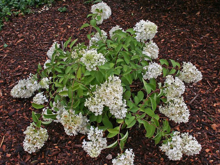 Soins Hydrangea paniculata