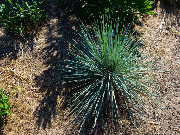 Planter un mouton