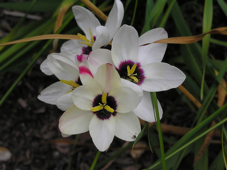 Soins Ixia dans le jardin