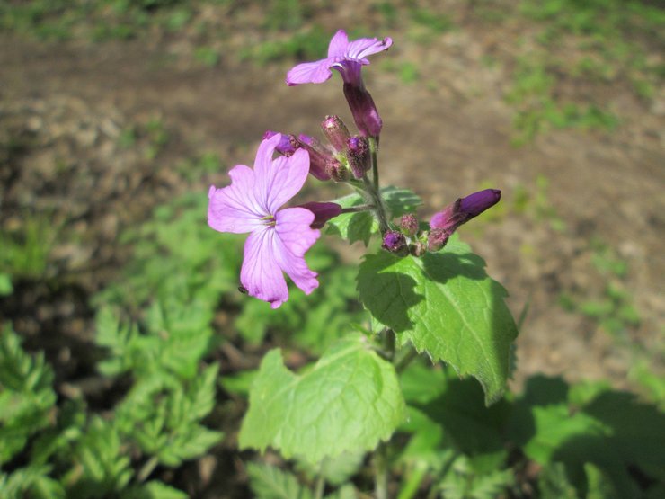 Soins lunaires dans le jardin