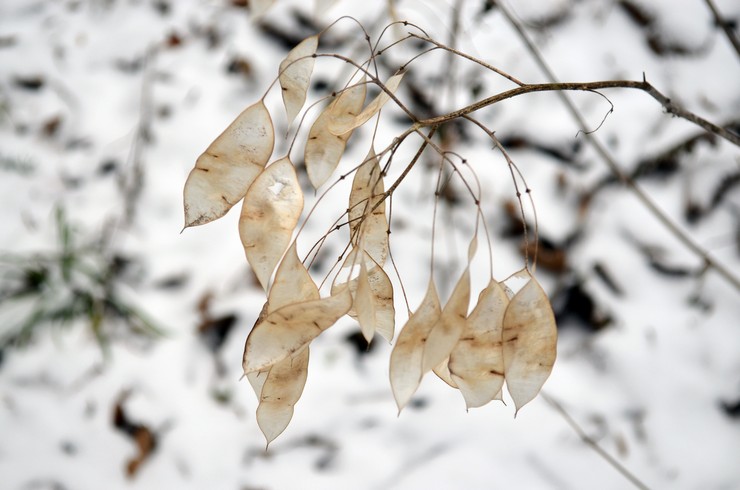 Lunnik en hiver