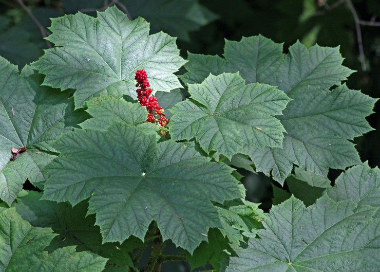 Prendre soin du leurre dans le jardin