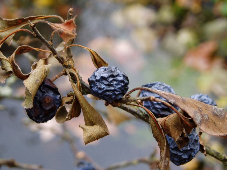 Maladies et ravageurs du prunellier