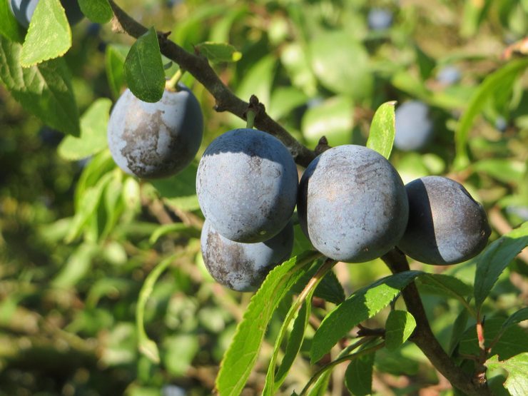 Propriétés utiles du prunellier