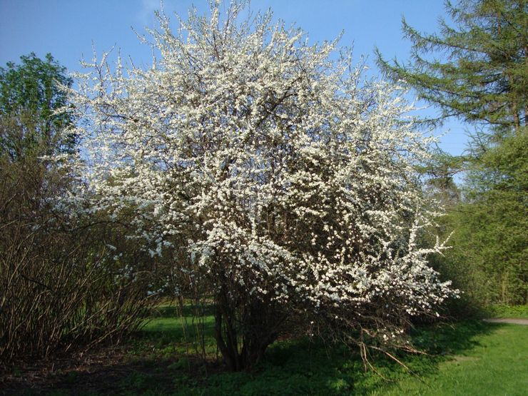 Soin des épines dans le jardin