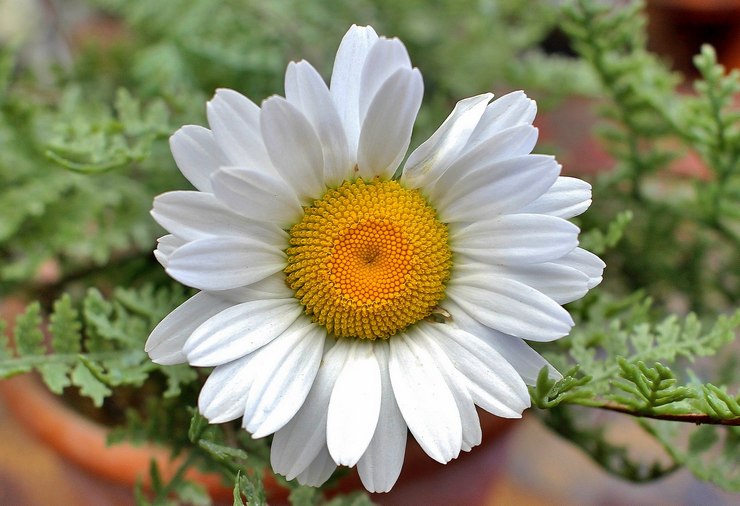 Description de la fleur de la grande camomille