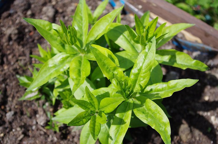 Planter plus de fou en extérieur