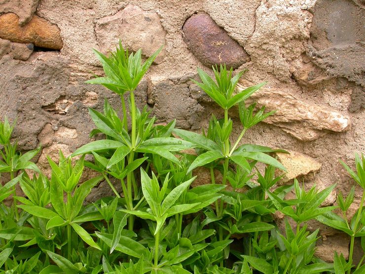 Des soins plus fous dans le jardin