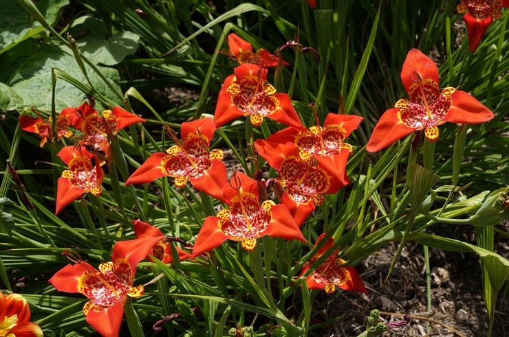 Prendre soin de tigridia dans le jardin