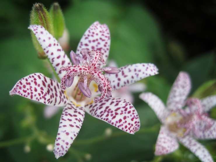 Tricirtis