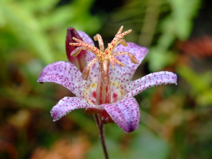 Caractéristiques de la fleur de tricyrtis