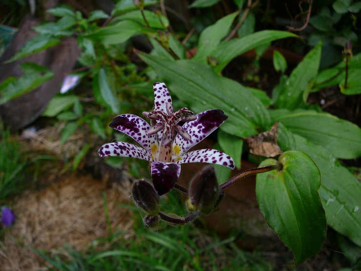 Plantation de tricirtis